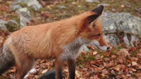 A young fox exploring his surroundings Vídeo Stock 118070307