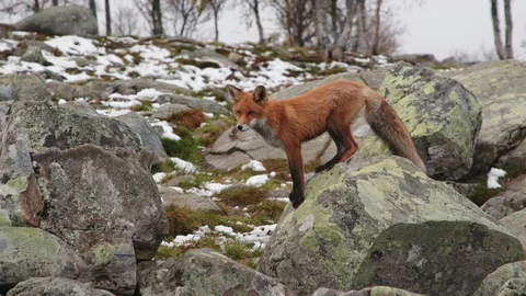 A young fox exploring his surroundings Vídeo Stock 118070437