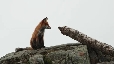 A young fox exploring his surroundings Vídeo Stock 118073421