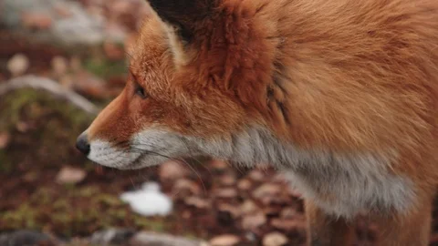 Young fox exploring the landscape Vídeo Stock 118104784