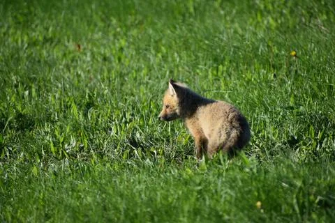 A young fox in a field Stock Photos