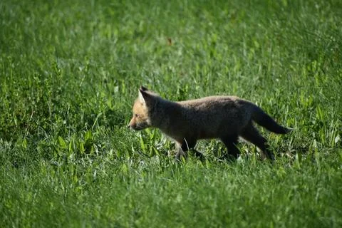A young fox in a field Stock Photos