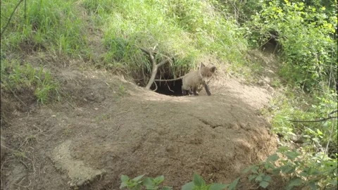 Young fox at the fox's burrow Stock Footage 223508207
