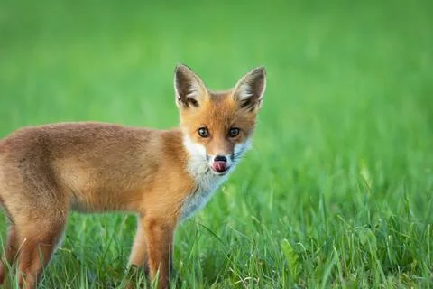 A young fox in the grass Stock Photos