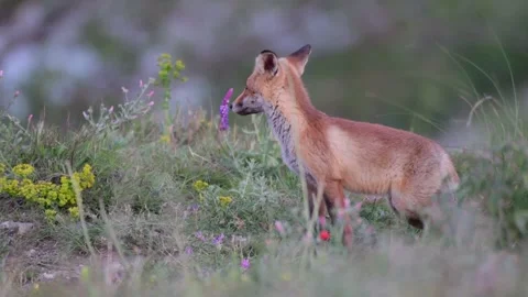 Young fox in the grass. Vulpes vulpes Stock-Footage 144181932