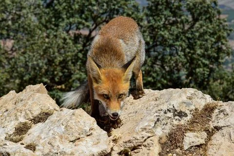 Young fox with its head down, preparing to attack its prey, with the sun in.. Stock Photos