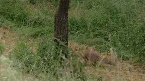 Young fox jumps after mouse Stock Footage 220451271