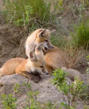 Young Fox Kit Stock Photos