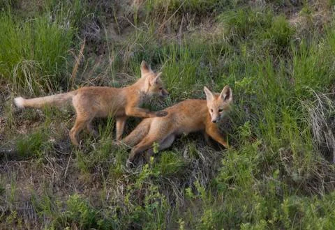 Young Fox Kit Stock Photos