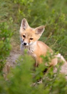 Young Fox Kit Stock Photos
