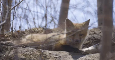 A young fox kit rests on the forest floor among bare spring branches Stock Footage 321322656