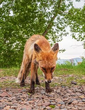 Young fox is looking at the camera in a city park. Animal portrait. Close-up. Stock Photos