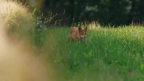 Young Fox is looking for food in the fields a summer-evening in Jutland, Stock Footage 141537209