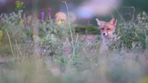 Young fox looks out of the grass against the background of passing cars. Vulpes Stock-Footage 147149083