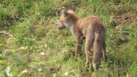 Young fox on a meadow Stock Footage 220451836