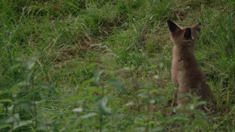 Young fox peeks up Stock Footage 220451970