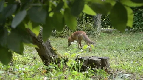 A young fox pees in the woods, marks its territory and leaves, summer. Video stock 247309660