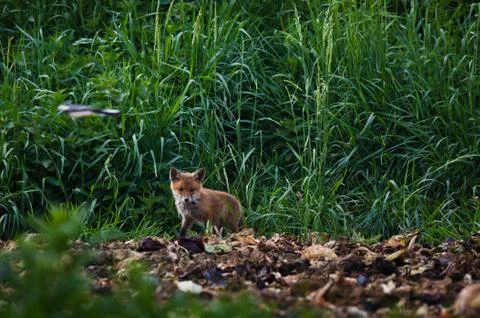 Young fox pet on the field Stock Photos