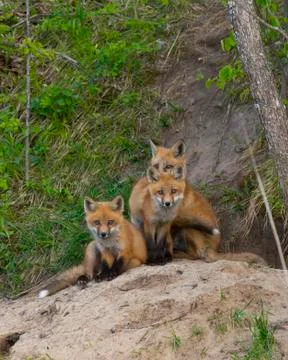 Young fox Stock Photos
