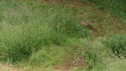  young fox playing Stock Footage 220451295