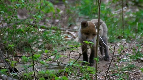 Young fox puppies in the forest Vídeos de archivo 49643860
