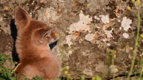 A young Fox is scratching near its stone burrow Vulpes vulpes. Close up Stock-Footage 131940698