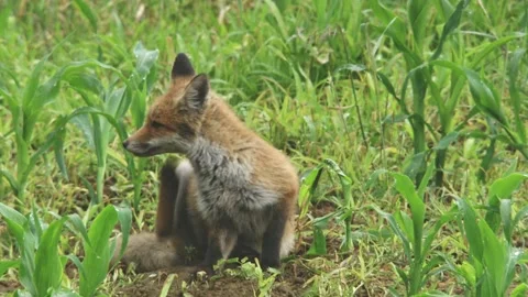 Young fox sitting in a field and scratches itself Stock Footage 276457525