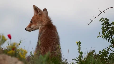A young Fox is sitting in the grass Vulpes vulpes, Close up Stock-Footage 131940942