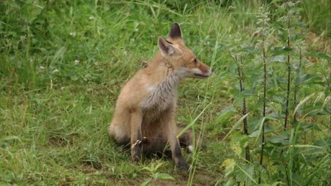 Young fox sitting on a meadow Stock Footage 220451213
