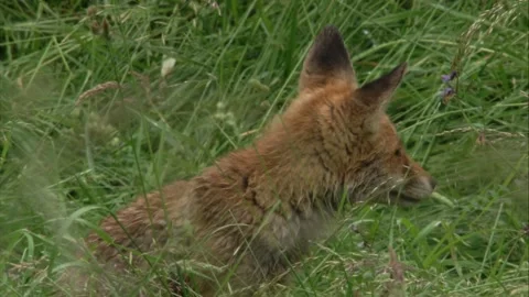 Young fox sitting in tall grass Stock Footage 212938355