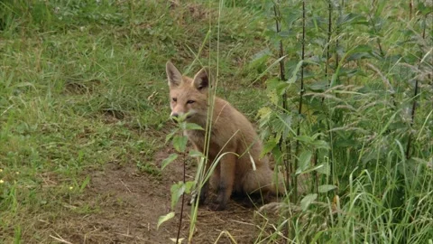 Young fox sitting in tall grass Stock Footage 220451492