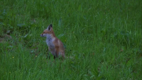 Young fox sitting uncertain on meadow at dusk Stock Footage 327644058