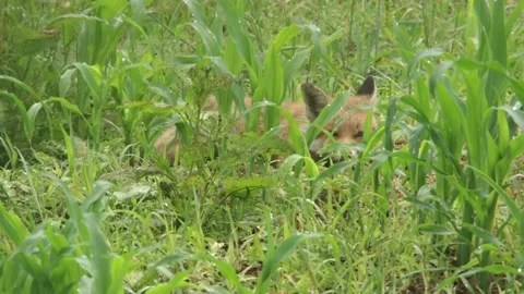Young fox sleeps in a field in summer Stock Footage 276457522