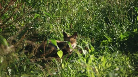 Young fox sleeps on a field in the sun Stock Footage 276457615