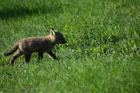 A young fox in spring Stock Photos