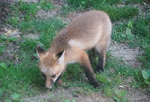 A young fox standing on grassy patch, sniffing ground while exploring natur.. Stock Photos