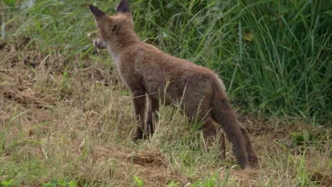Young fox standing in tall grass Stock Footage 220452356