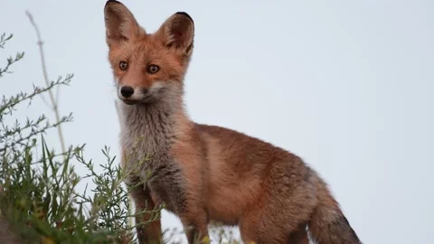 A young Fox stands in the grass Vulpes vulpes, Close up Stock-Footage 131941488