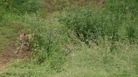 Young fox in tall grass Stock Footage 220451457