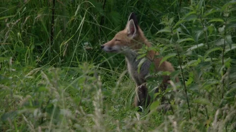 Young fox in tall grass 스톡 동영상 220452106