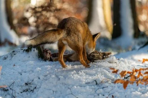 The young fox (Vulpes Vulpes) eats its prey Stock Photos