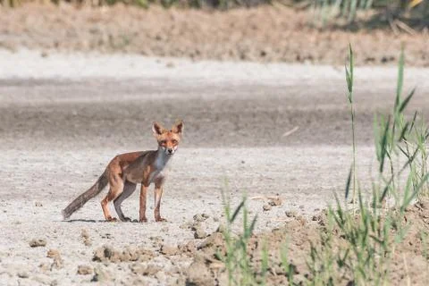 Young fox walking in the plain realizes to be observed Stock Photos
