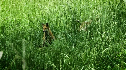 Young Foxes Stock Footage 52852936