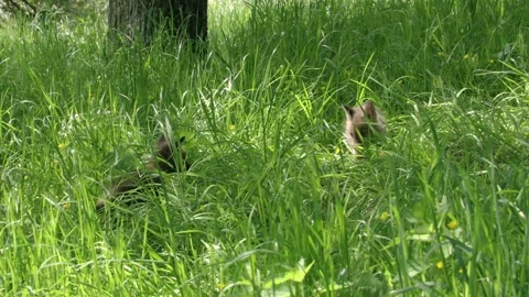 Young foxes in high grass Stock Footage 276457614