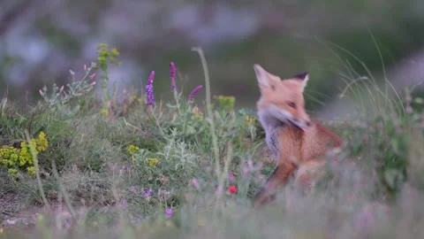 Young foxes play in the grass, get scared and run away. Vulpes vulpes Stock-Footage 143241887