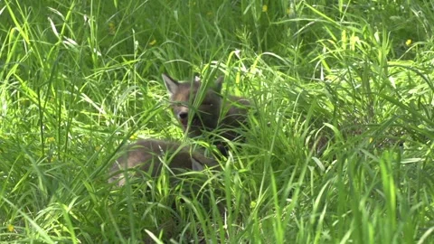 Young foxes playing in high grass (slow-motion) Stock Footage 276457644