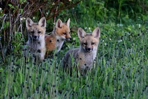 Young foxes in spring Stock Photos