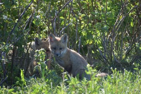 Young foxes in spring Stock Photos