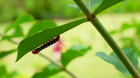 YOUNG FRANGIPANI CATERLILLAR ON TREE STEM CHILLING IN ST.LUCIA 4K Stock Footage 341006919