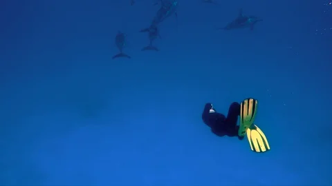 A young free diver with dolphins Stock Footage 91595633